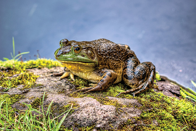 frogs_bullfrog