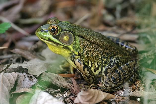 frogs_greenfrog