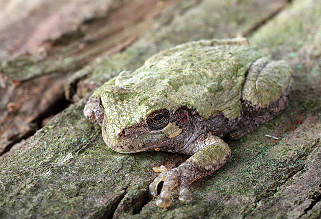 frogs_greytreefrog