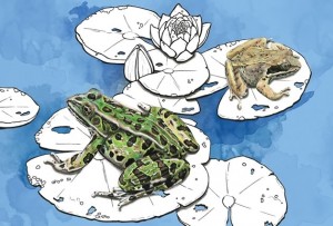Leopard & wood frogs. Illustrations by Ruth Ann Pearce