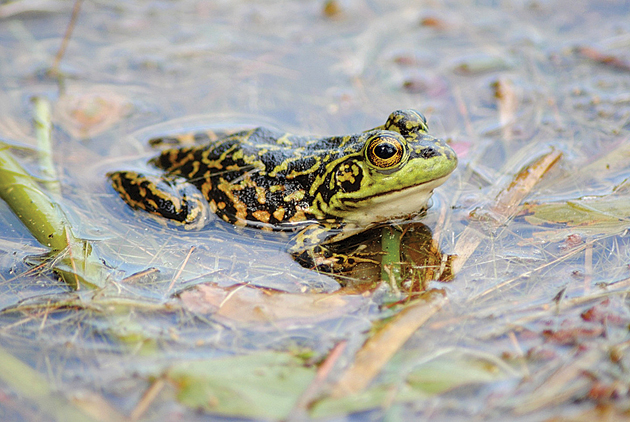 frogs_mink