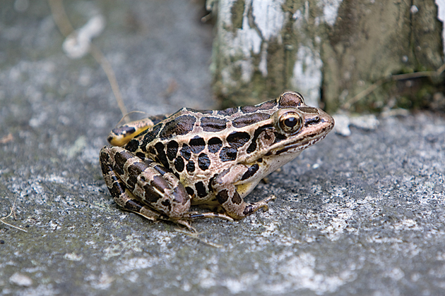 Pickerel frog: May; throughout, anywhere  with woods and wetlands Its voice – a low “snore” – doesn’t project well and usually begins later in the evening. 4.5–7.5cm