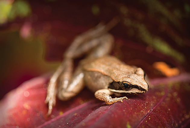 frogs_woodfrog