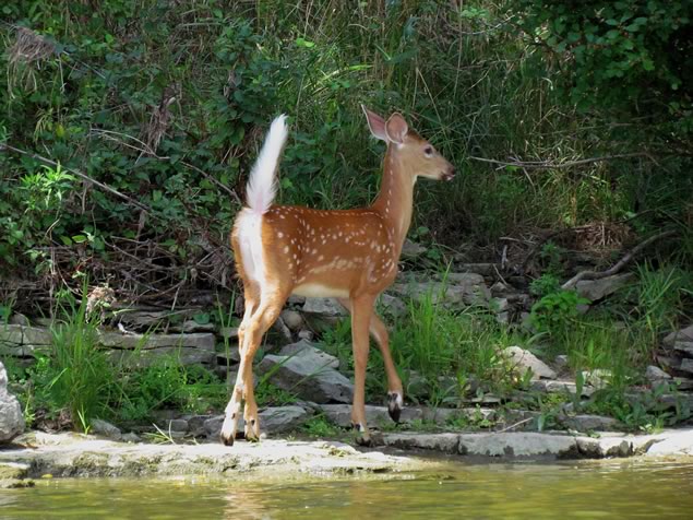 white-tailed-deer-showing-tail-flag
