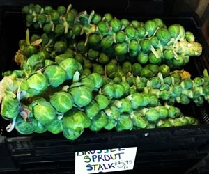 Brussel Sprouts