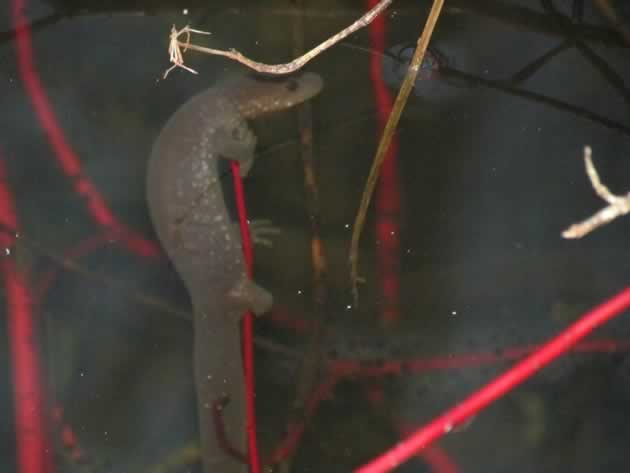 Jefferson salamander female laying eggs