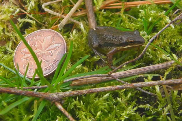 adult chorus frog compared to penny