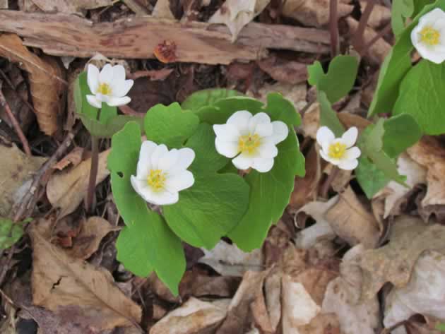 bloodroot grouping