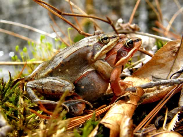 wood frogs mating