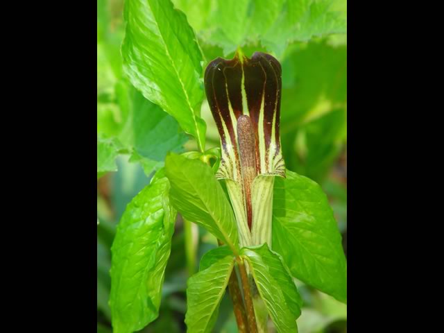 Jack in the Pulpit opening