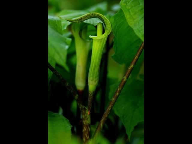 Jack in the Pulpit side view