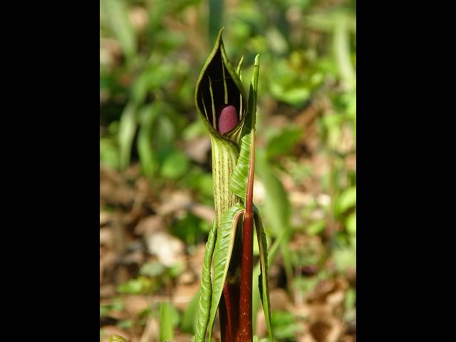 Jack in the pulpit unfolding