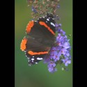 red admiral on butterfly bush