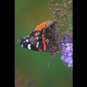 Red admiral on butterfly bush two