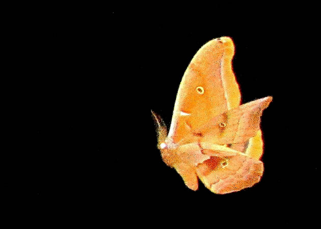 another male poly in flight at night