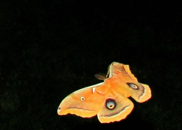 Male poly in flight at night