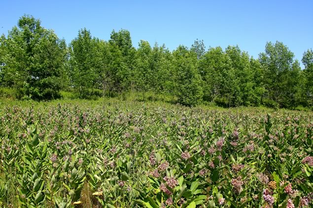 milkweed meadow at the Forks
