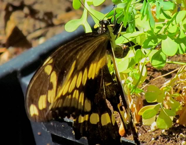 1-giant-swallowtail-laying-eggs-on-rue