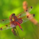Calico pennant male two