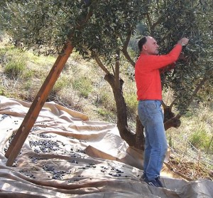 Bolton’s Nick Tzaras harvests olives in Greece.
