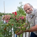 Writer Tony Reynolds happily gave up lawn mowing and snow shovelling, but retains a gardener’s pride in the tomatoes and other vegetables and herbs he and his wife Susan Reynolds grow on the spacious second-floor deck of their Broadway apartment. Photo by Rosemary Hasner.