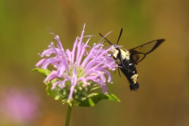 6snowberry clearwing , a bumblebee mimic
