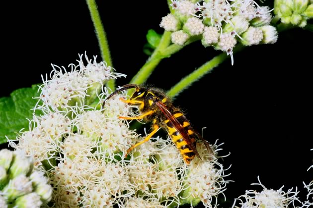 7yellowjacket- a real wasp