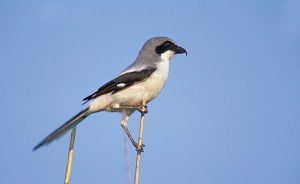 The loggerhead shrike, an endangered species in Ontario, has no friends in the Landowners Association who chainsawed their potential habitat in order “to protect the market value” of the land. Photo by Robert McCaw.