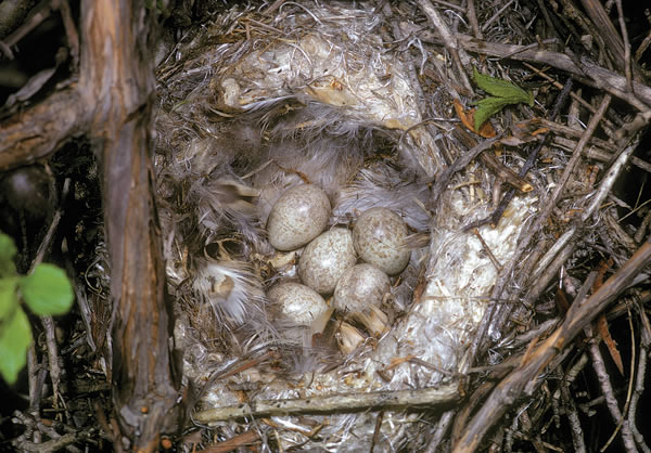 Loggerhead shrike eggs. Photo by Robert McCaw.