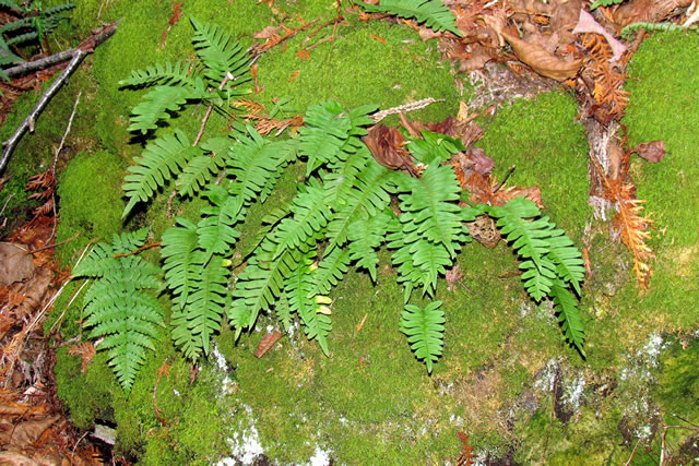 polypody fern (and marginal shield fern in corner)