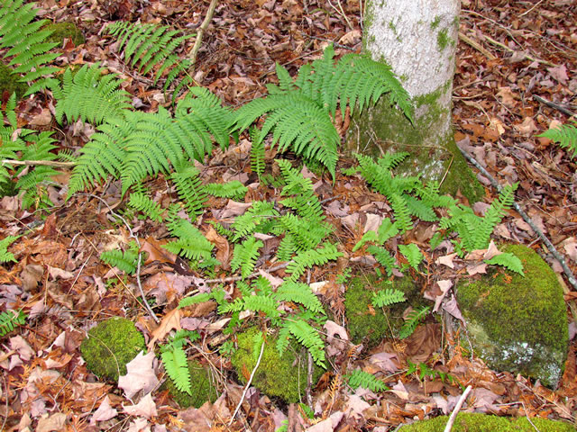 polypody fern and marginal shield fern
