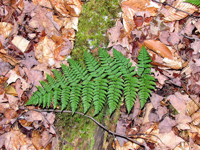 wood fern species