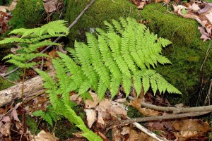 Wood fern species
