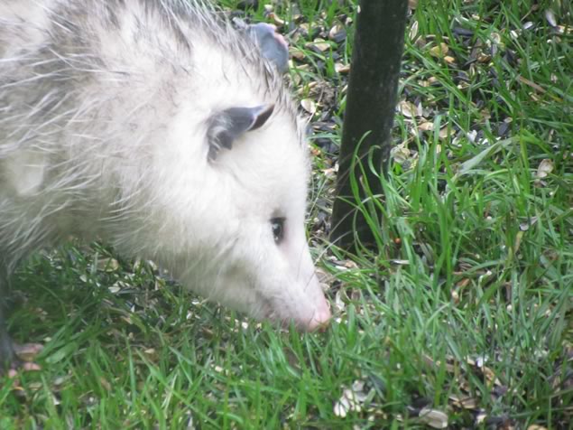 opossum2