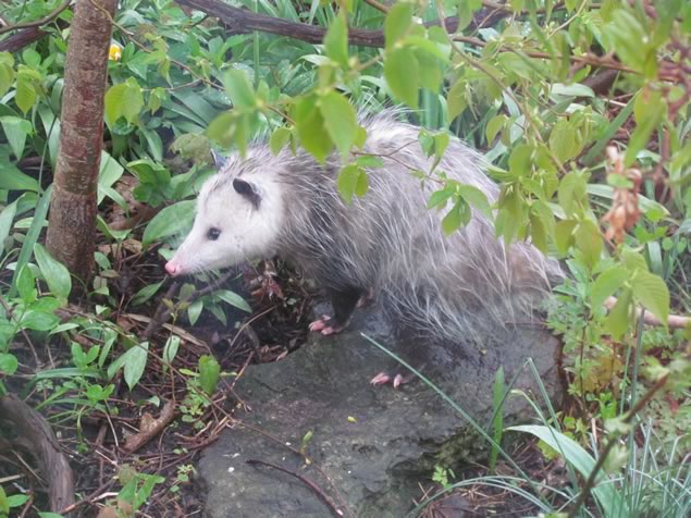 opossum4