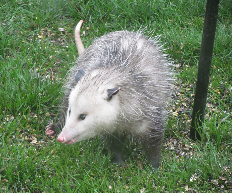 Opossum