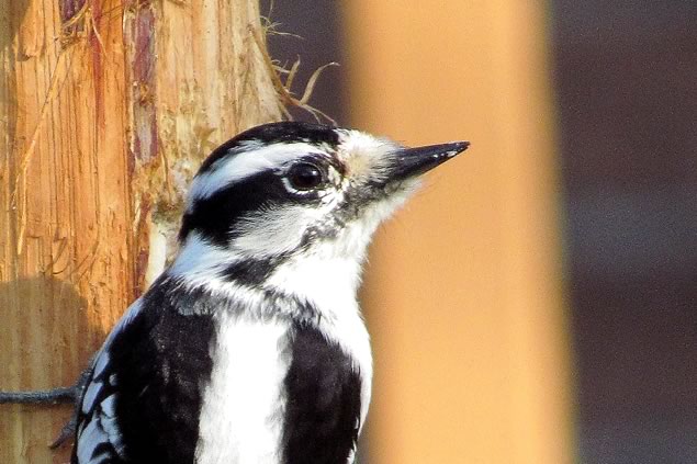 2downy woodpecker female head and beak close up