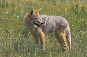 If you encounter a coyote, Coyote Watch Canada advises following five steps: stop; stand still; shout, wave arms and throw something; back away slowly; share the experience – others may learn from it. Photo by Robert McCaw.