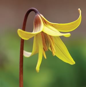 “Trout lily” speaks to the resemblance of the leaves to the mottled flanks of brook trout. Photo by Robert McCaw.