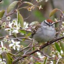 Chipping sparrow - the victim