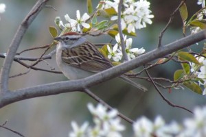 Chipping sparrow - the victim