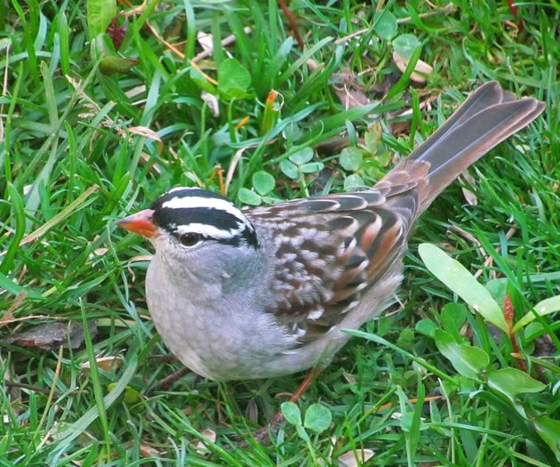 white crowned sparrow 4