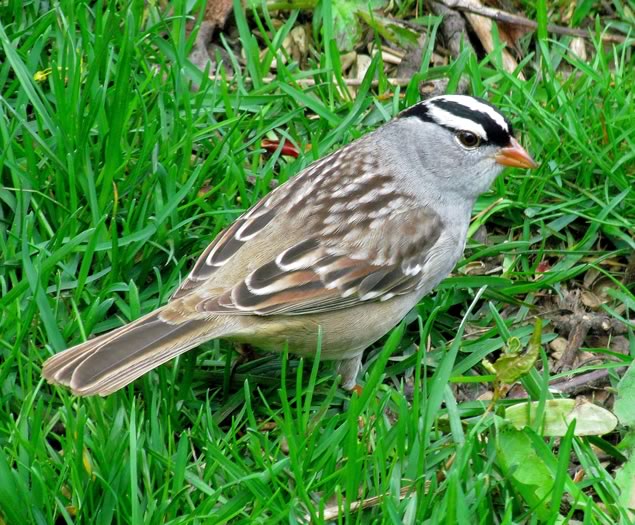 white crowned sparrow