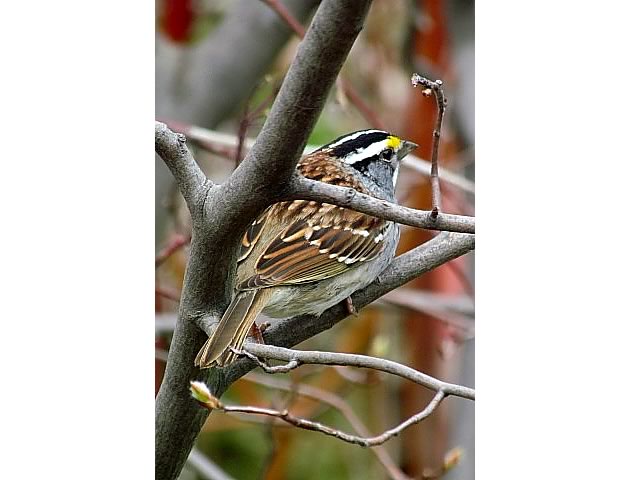 white throated sparrow 1