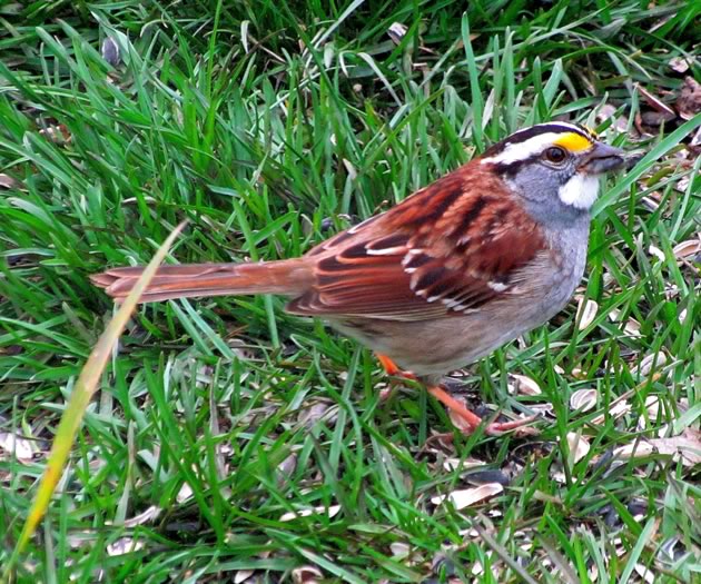 white throated sparrow two