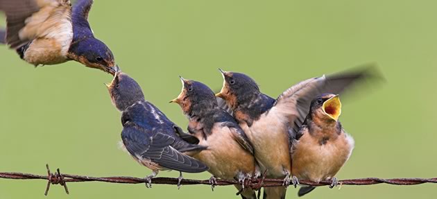 Backyard Birding A precious new generation of barn swallows. Photo by Robert McCaw.