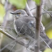 Northern Mockingbird. Photo by Robert McCaw.