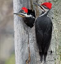 Pileated Woodpeckers. Photo by Robert McCaw.