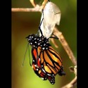 Monarch butterfly emerging