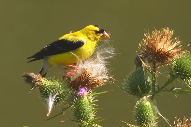 male goldfinch on thistle